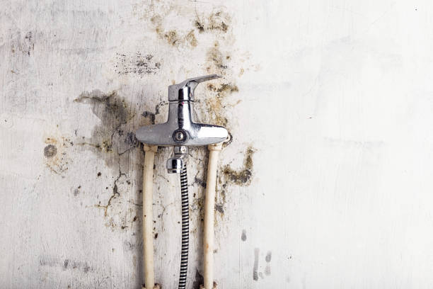 Best Insurance-Related Mold Remediation in Syracuse, NY