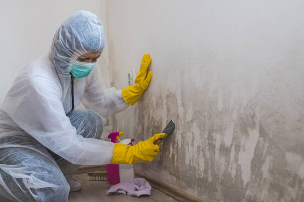 Best Post-Flood Mold Remediation in Syracuse, NY