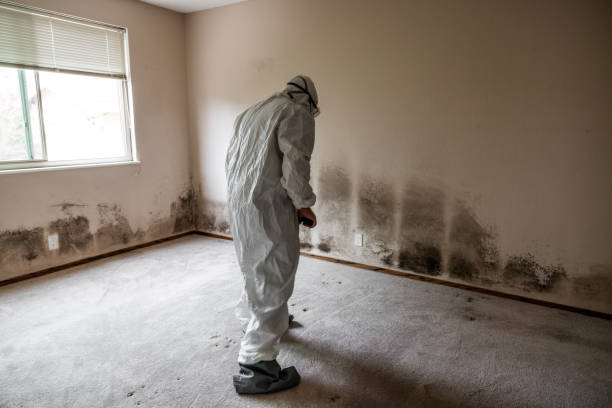 Best Crawl Space Mold Remediation in Syracuse, NY