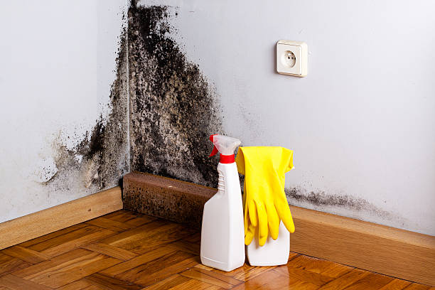 Best Bathroom Mold Remediation in Syracuse, NY