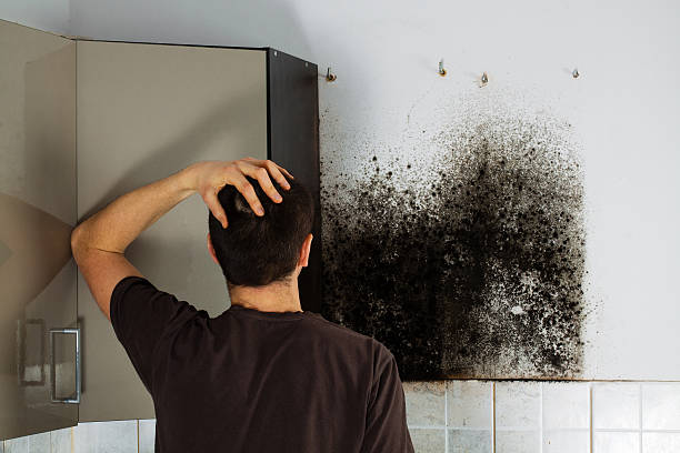Best Industrial Mold Remediation in Syracuse, NY