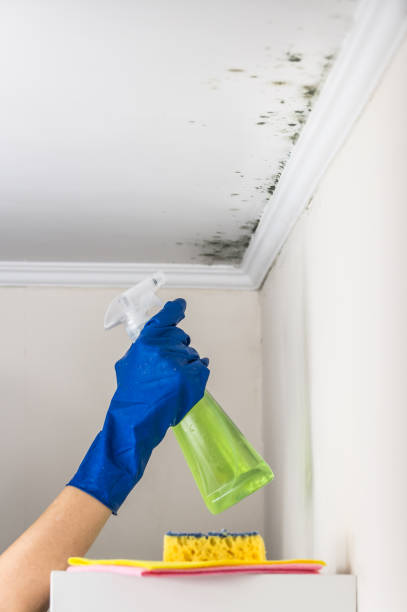 Syracuse, NY Mold Remediation Company